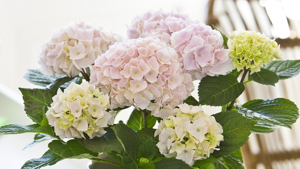 ハイドランジア リシアンサス ハイドランジア リシアンサス Lisianthus