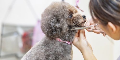 AdobeStock_319666318-500x250.jpeg