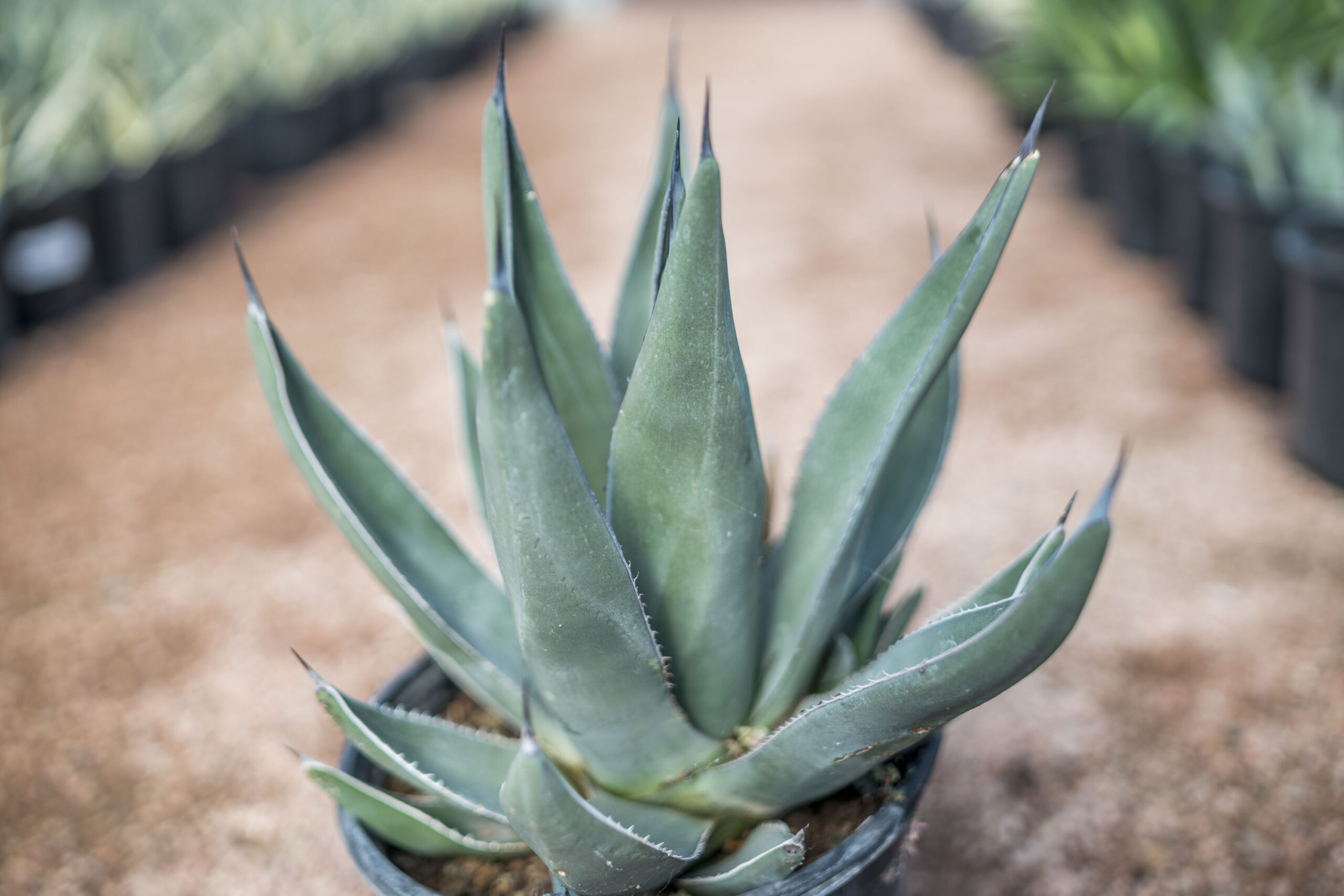 Agave Sharkskin - Harlow Gardens