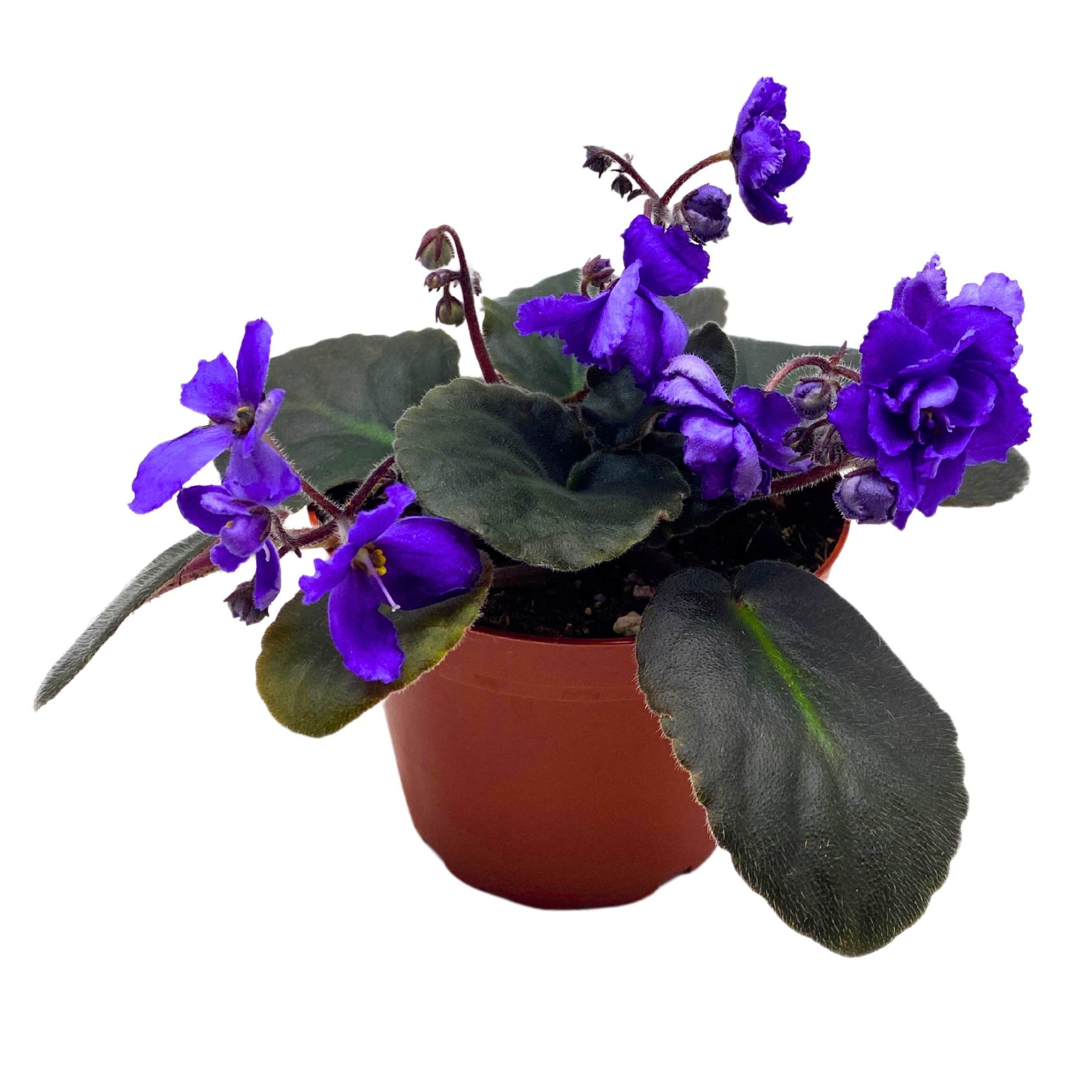 Harmony's Blue Frills African Violet Saintpaulia 4 inch – Harmony