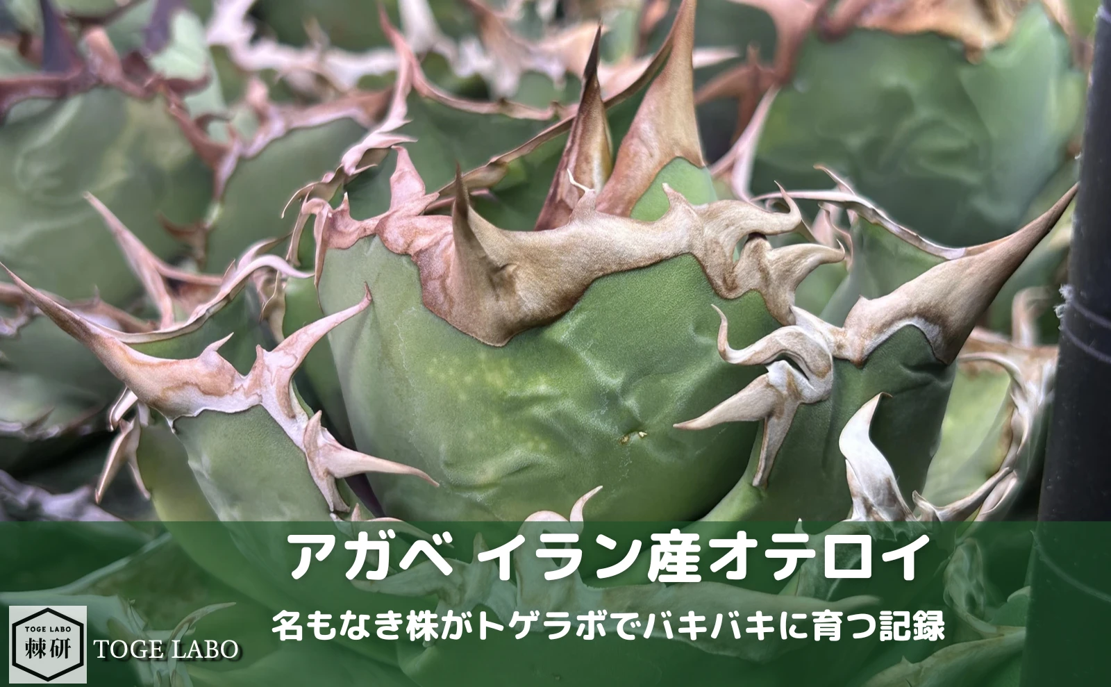 イラン産オテロイ｜名もなき株がトゲラボでバキバキに育つ記録