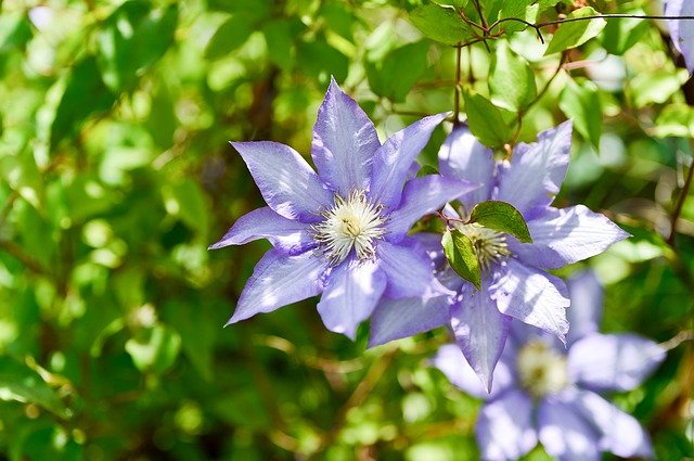 クレマチスの挿し木｜失敗させないための7つの作業【テッセン】 | 植物