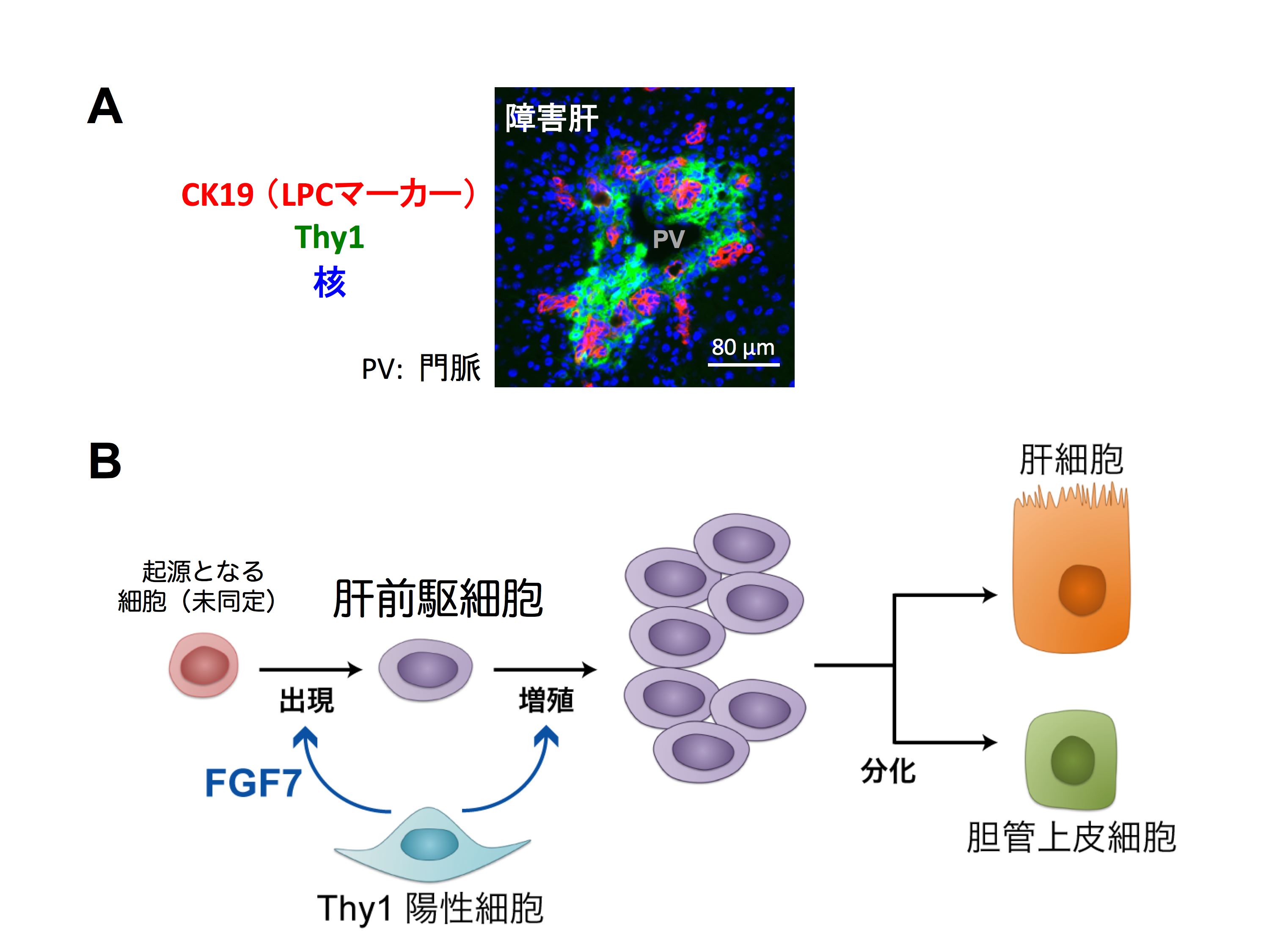 肝細胞研究会：成体肝前駆細胞を制御するニッチシグナル