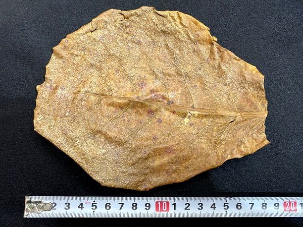 沖縄県産無農薬 マジックリーフ（1袋：5枚入り） - 姫えびす WEBショップ