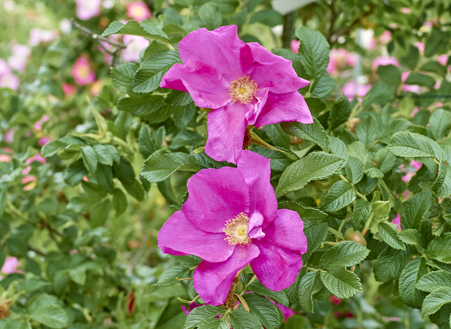 ロサ ルゴサ 一重 – Rosa rugosa | 姫野ばら園八ヶ岳農場