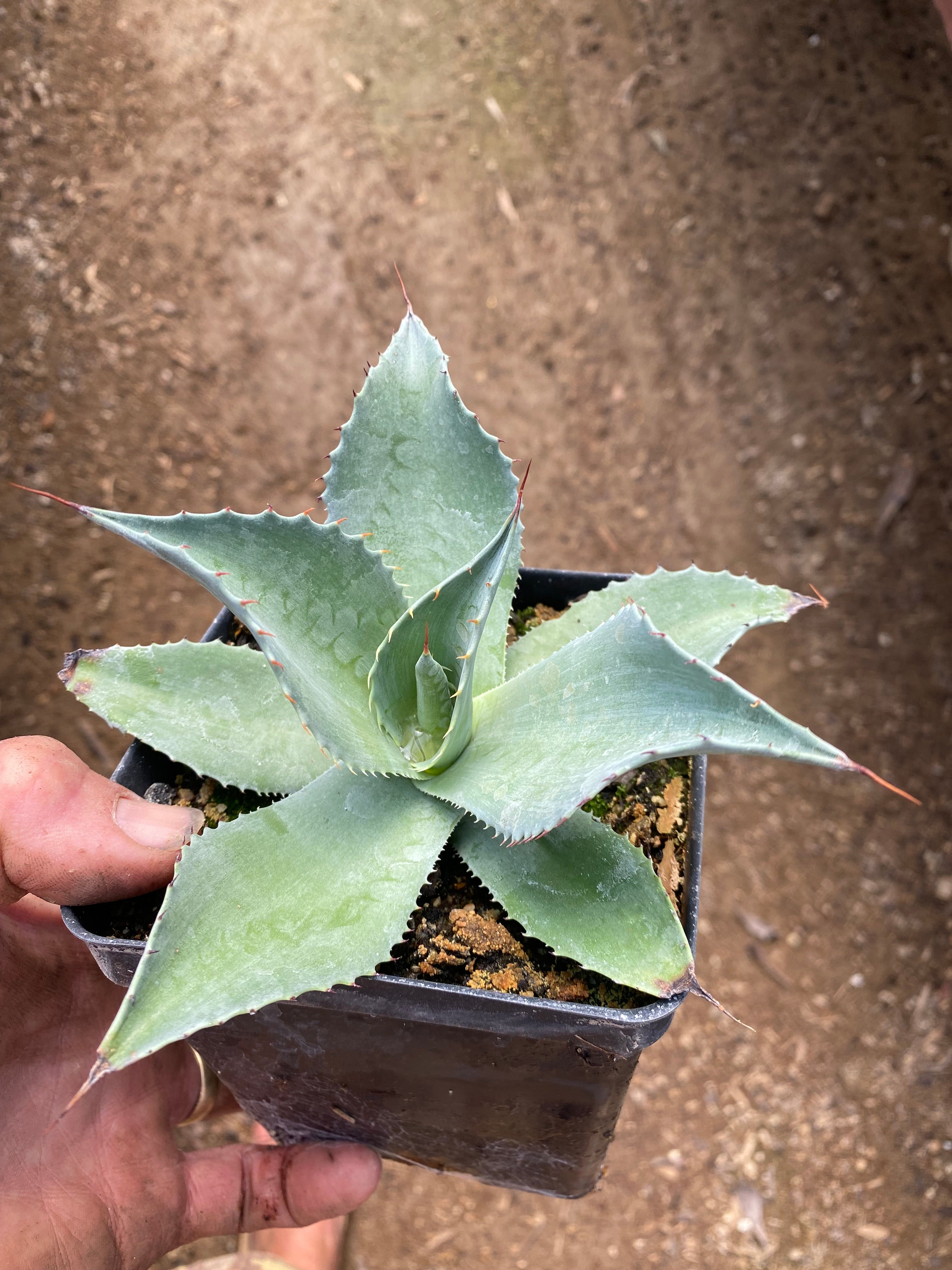 Agave ovatifolia – Hidden Agave