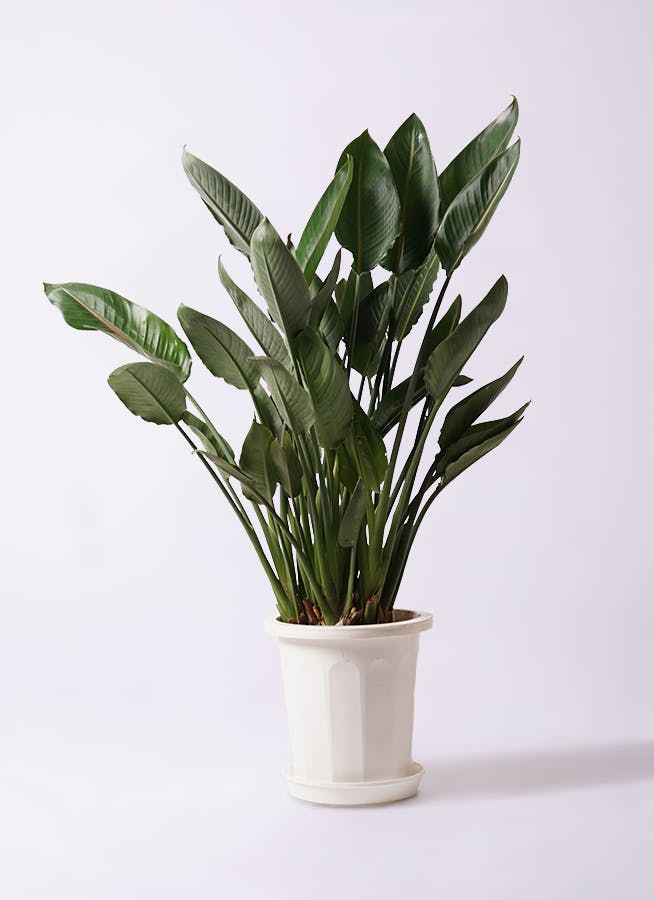 ストレチア レギネ 10号 | 観葉植物 | インテリアやギフトに