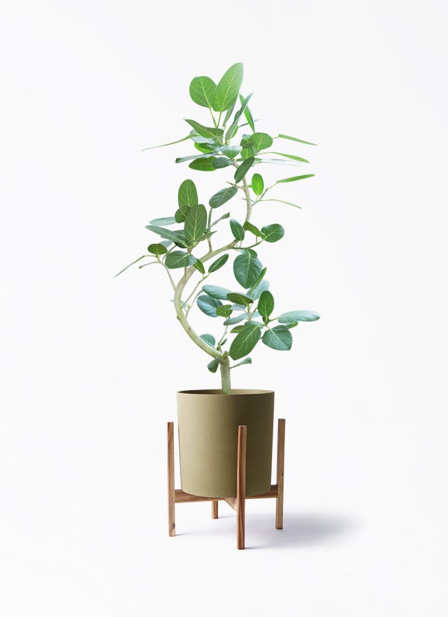 フィカス ベンガレンシス 140cm S-shaped tree form 8号 【公式通販】