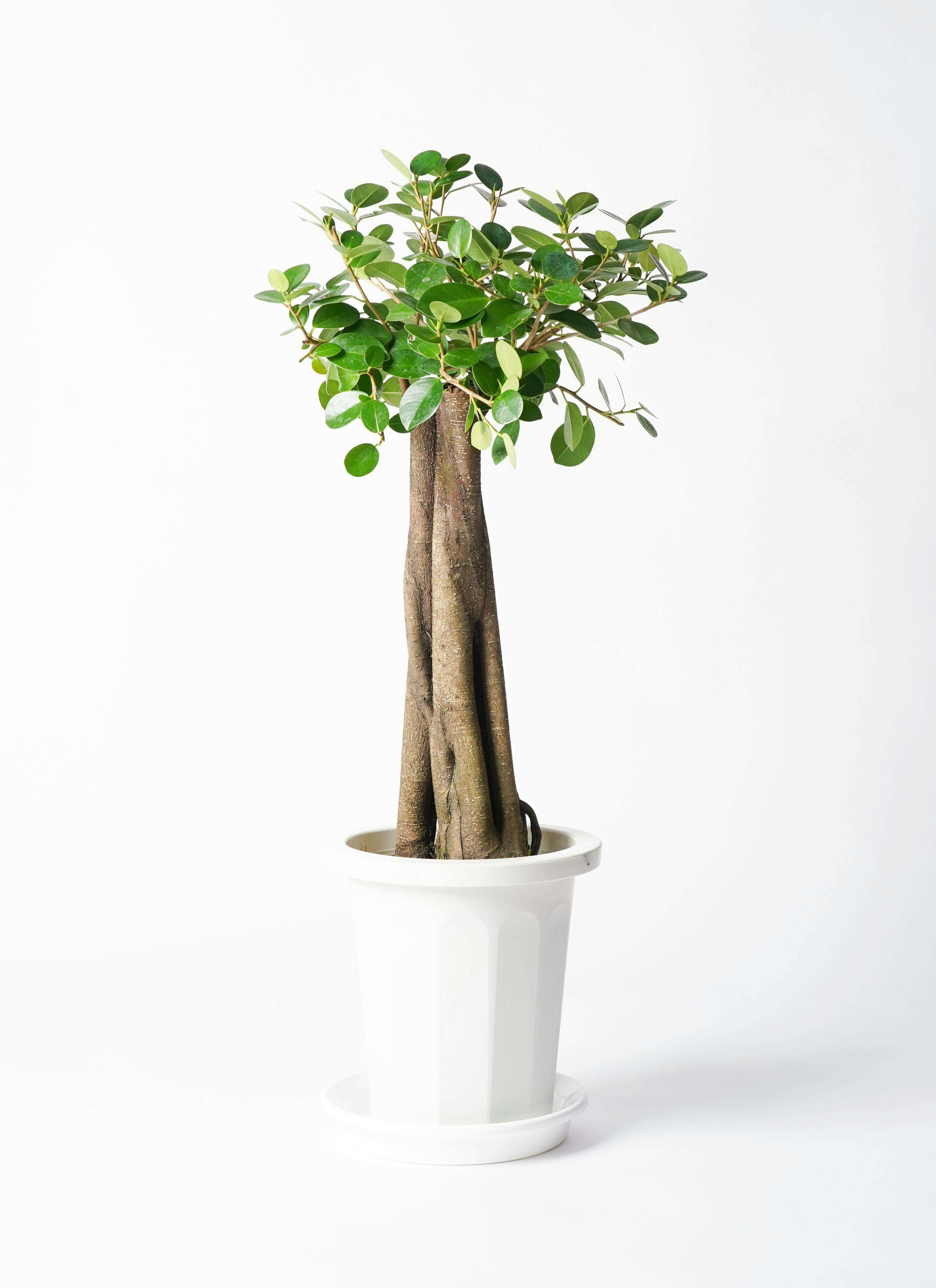 観葉植物 ガジュマル 8号 パンダ 朴仕立て プラスチック鉢 | 観葉植物