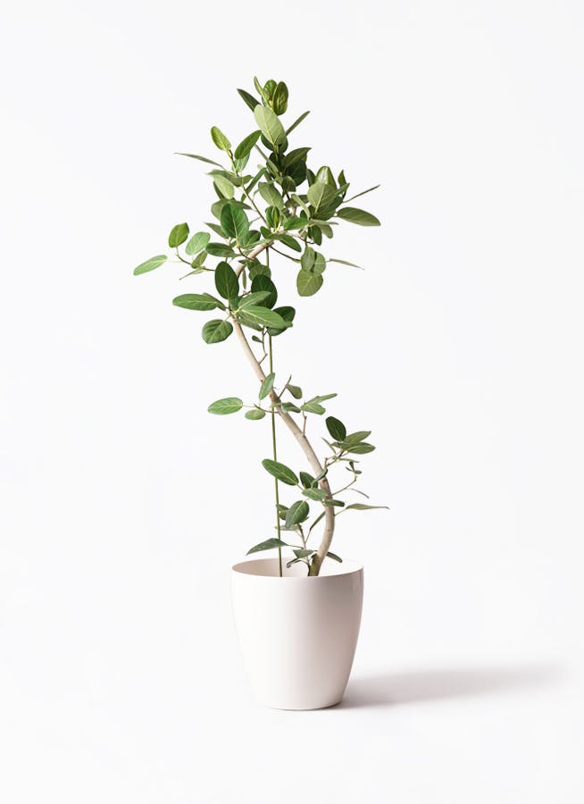 観葉植物 フィカス ベンガレンシス 10号 曲り ラスターポット 付き