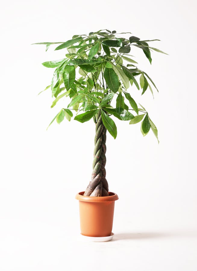 観葉植物 パキラ 8号 ねじり アートストーン トールラウンド ブラック