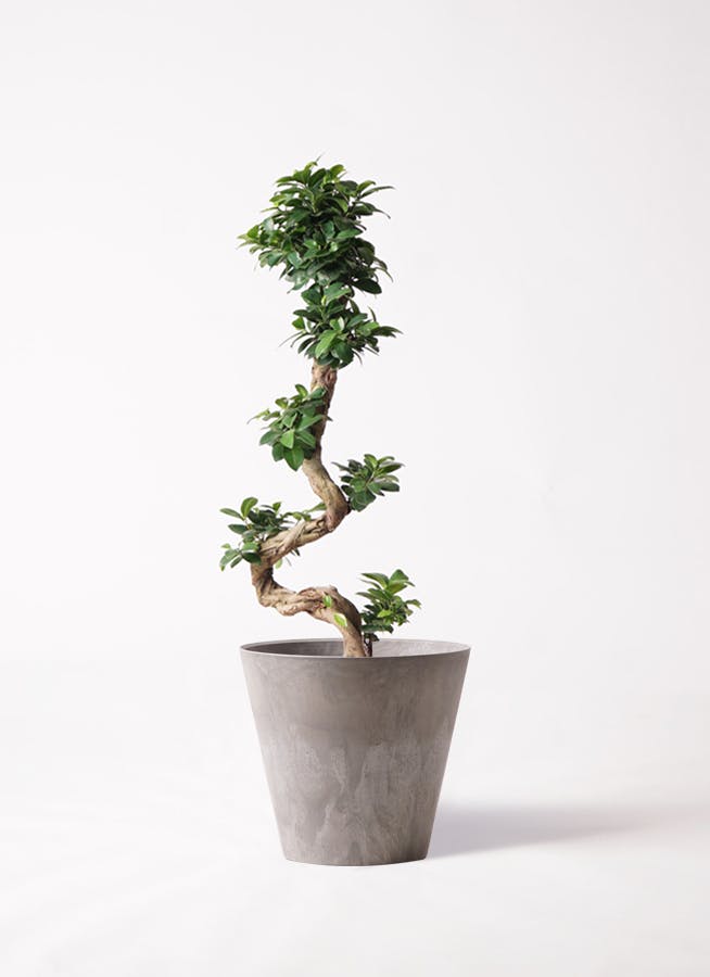 ガジュマル 8号 | 観葉植物通販HitoHana(ひとはな)