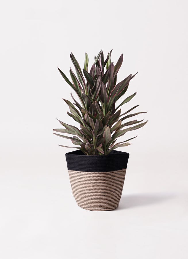 観葉植物 コルディリネ (コルジリネ) サンゴ 6号 リブバスケット