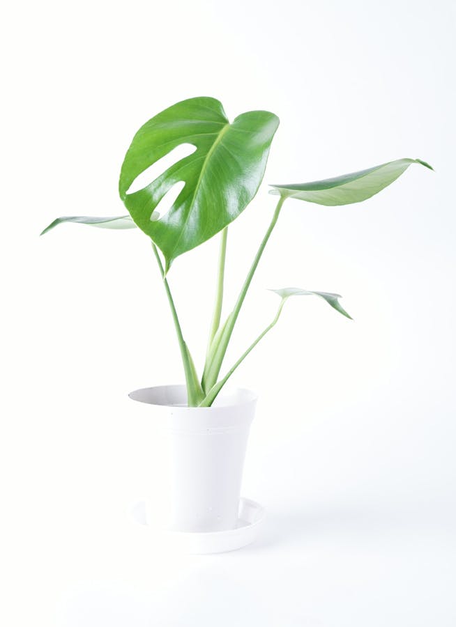 観葉植物 モンステラ 4号 ボサ造り プラスチック鉢 | 観葉植物なら