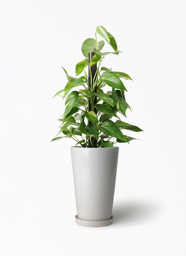 観葉植物 ポトス 6号 ラウンド 付き | 観葉植物ならHitoHana(ひとはな)