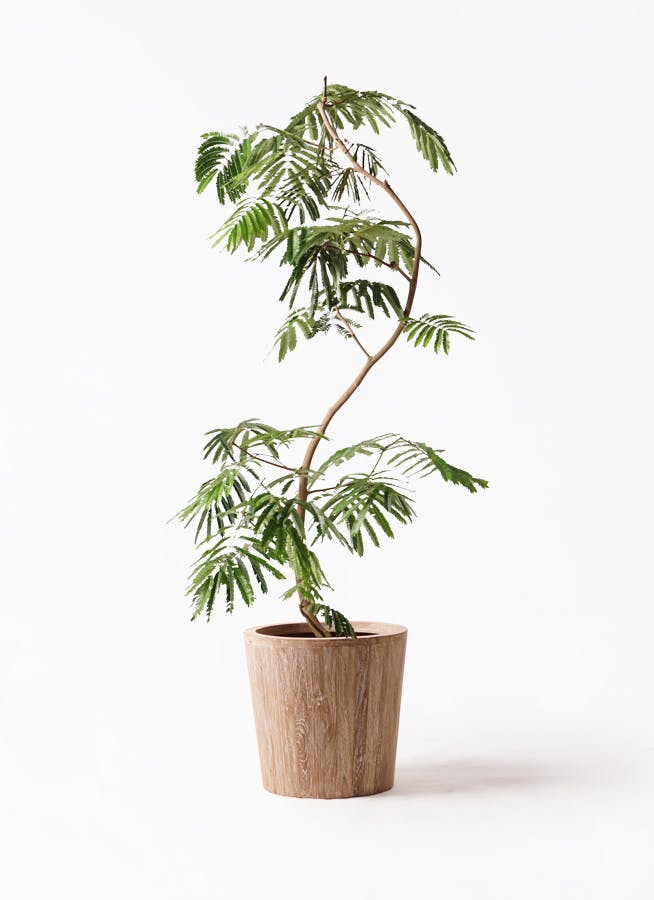観葉植物 エバーフレッシュ 10号 曲り ウッドプランター 付き | 観葉
