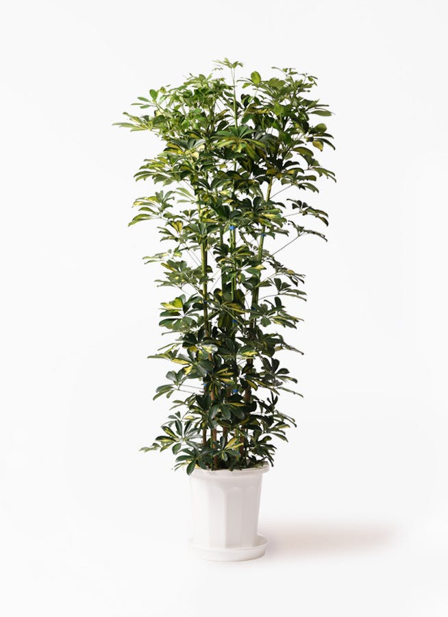 観葉植物 カポック（シェフレラ） 10号 斑入り ジュピター 白 付き