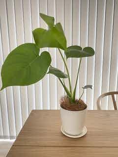 観葉植物 モンステラ 4号 ボサ造り プラスチック鉢 | 観葉植物なら