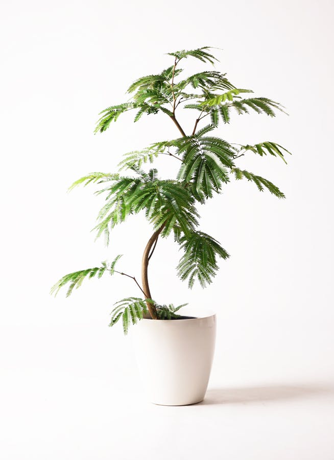 エバーフレッシュ 曲がり | 観葉植物通販 Hitohana（ひとはな）