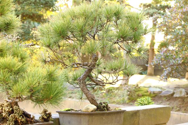 初めて仕立てる黒松の模様木｜盆栽｜趣味時間