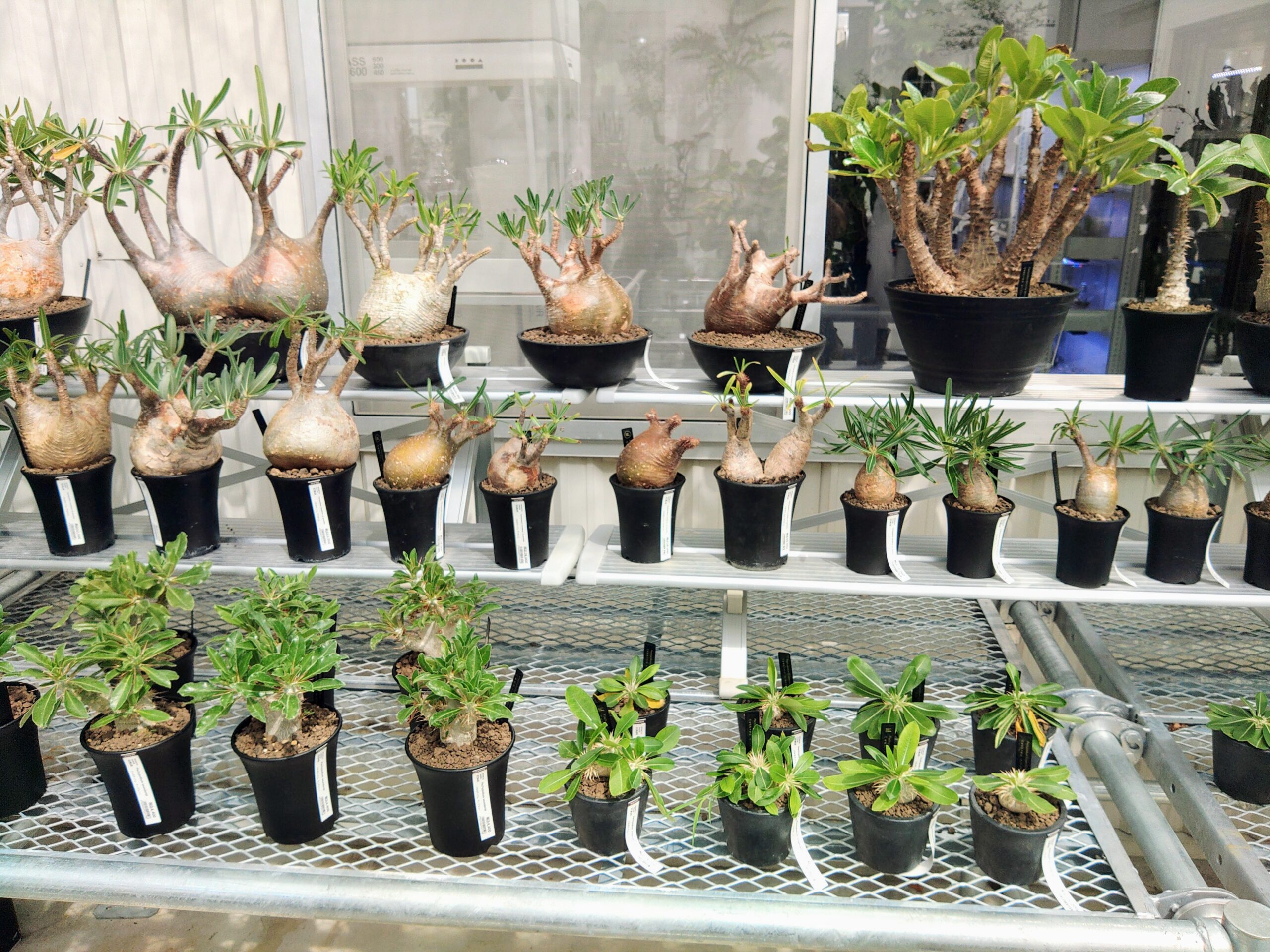 6選】静岡でおすすめの塊根植物、アガベショップを写真付きで紹介