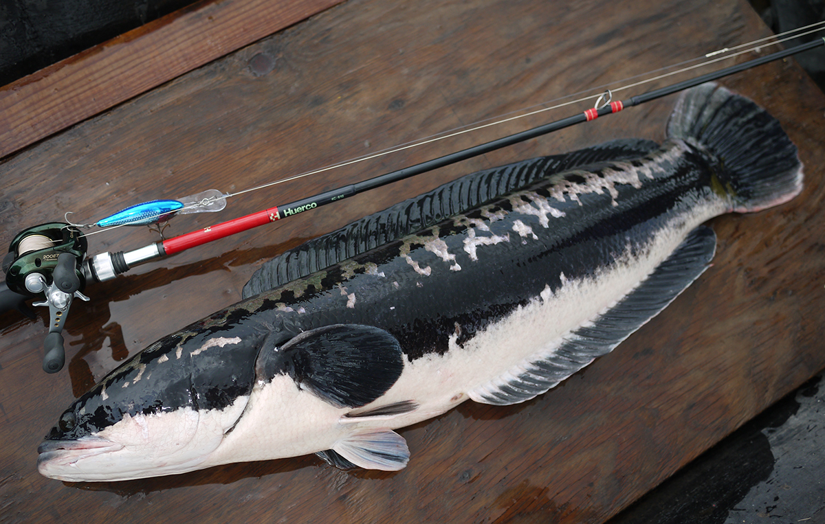 XT610-4C - JDM Fishing