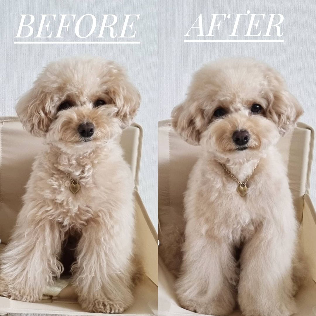 犬用シャンプー】もつれほぐし モイスチャライジングスプレー