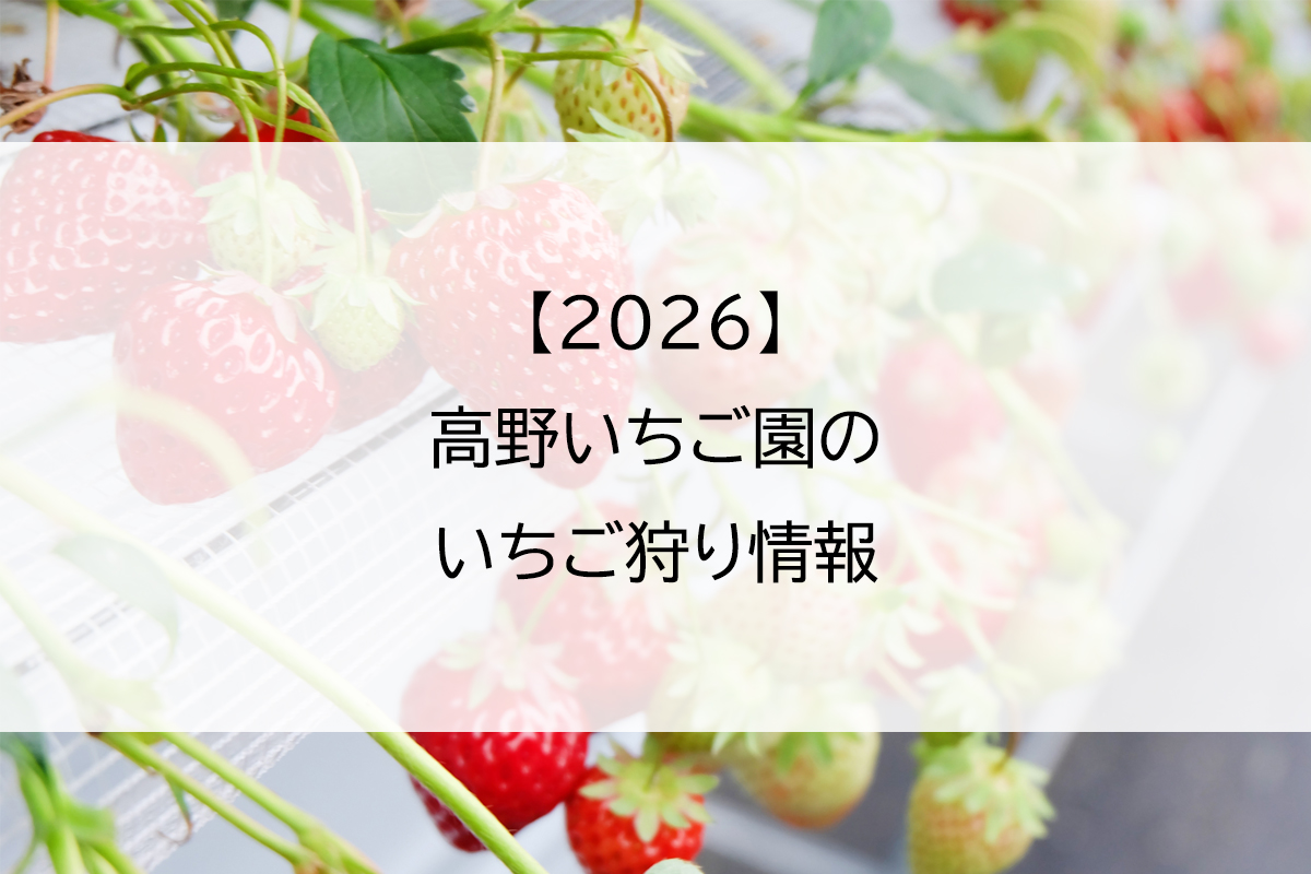 2026】高野いちご園のいちご狩り情報