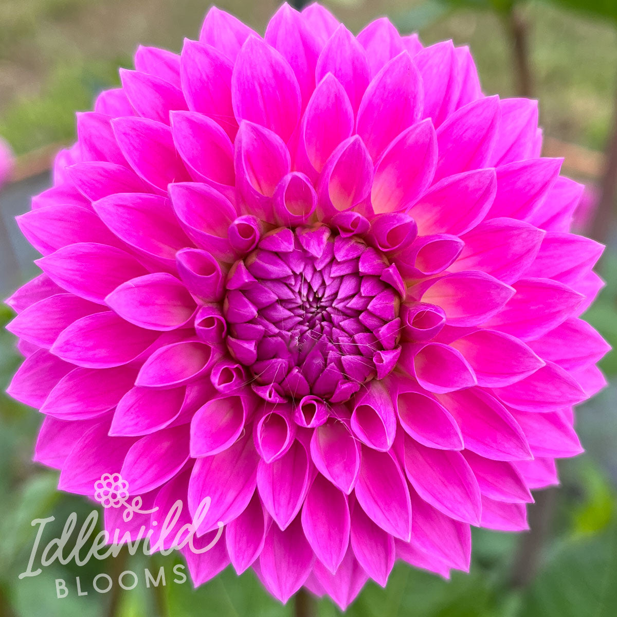 Chi Ca Loca Dahlia Tuber | Chi Ca Loca Flower Bulb & Information