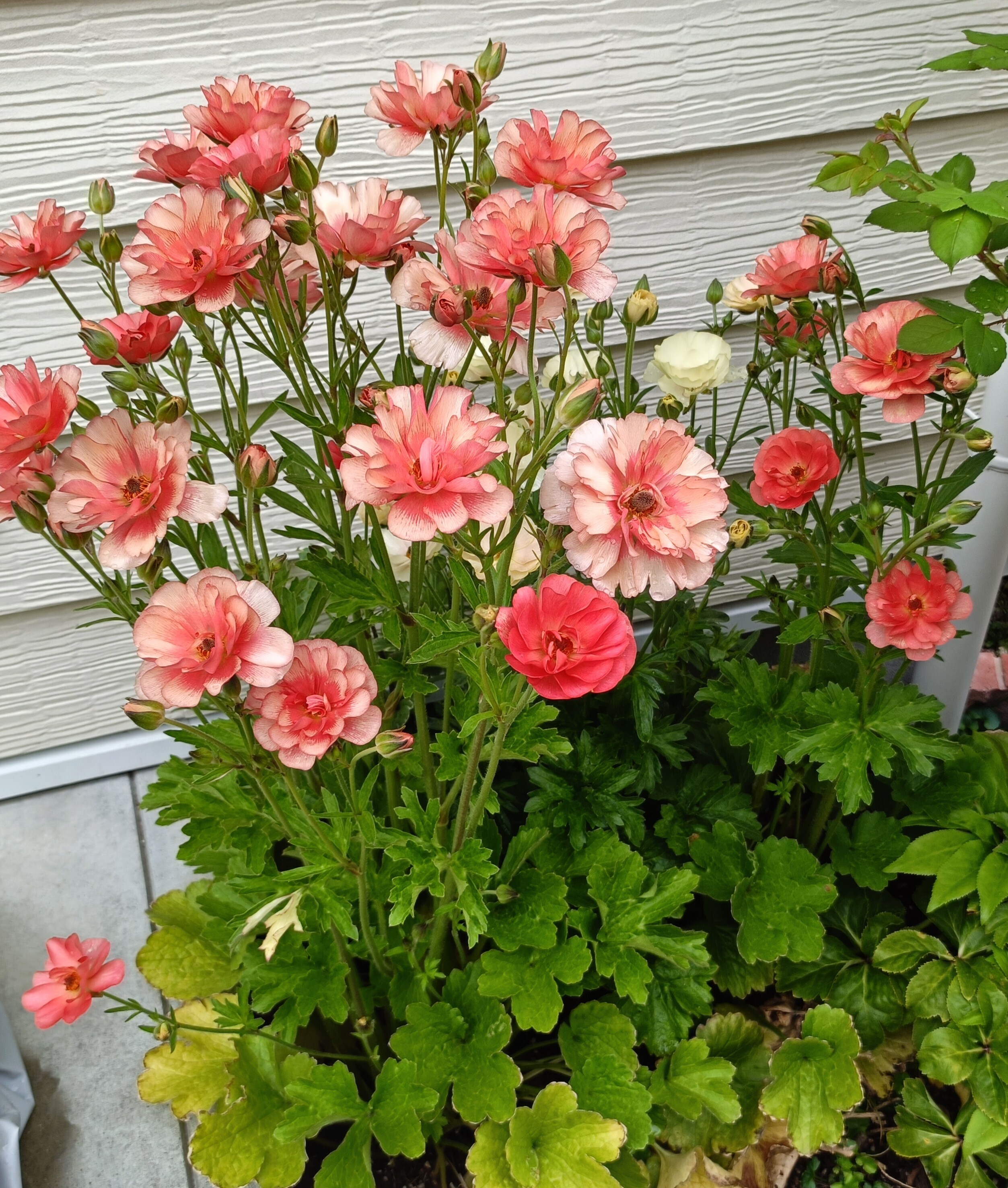 ラナンキュラスラックス開花🌼 | CAINZ DIY Square