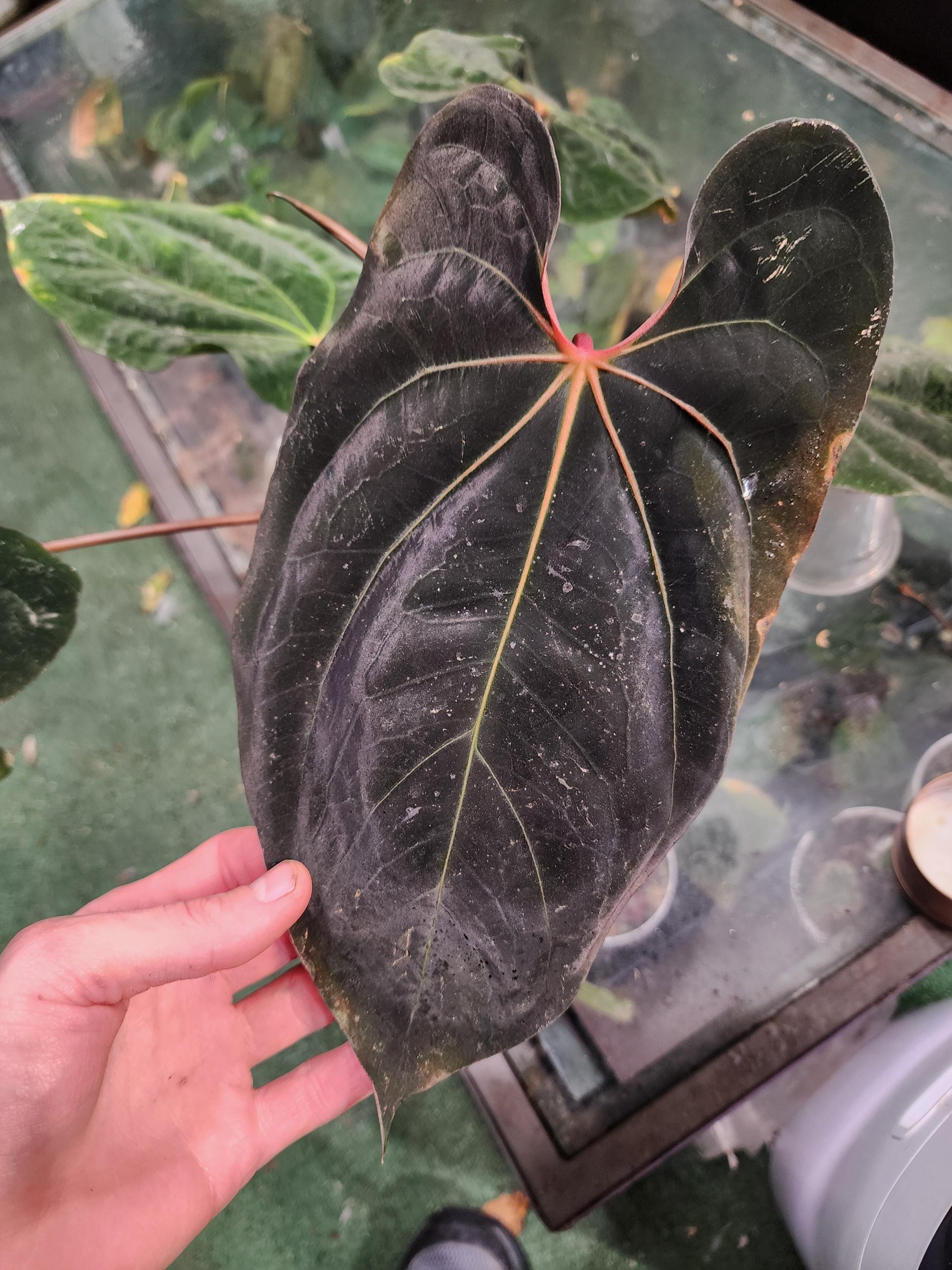Anthurium Red-vein Papx X Necromancer Dreamweaver Seedling - Etsy