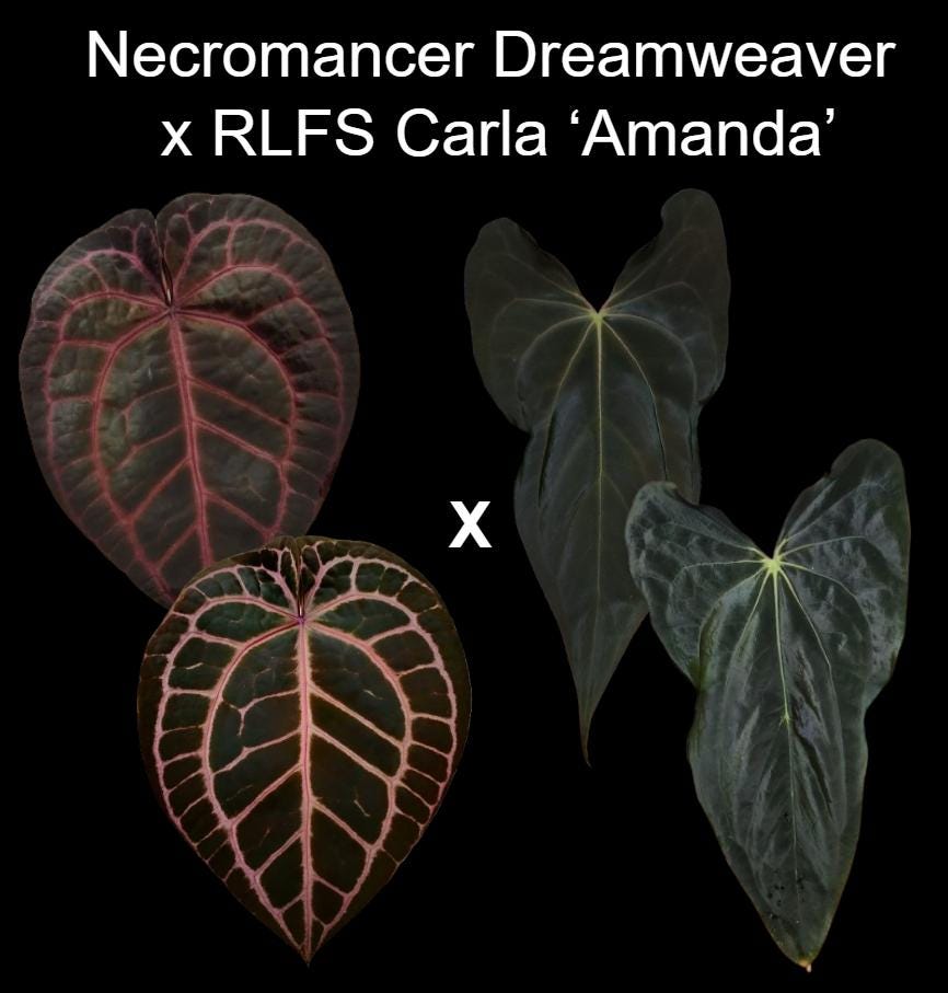 Anthurium Necromancer Dreamweaver X RLFS Carla 'amanda' Large