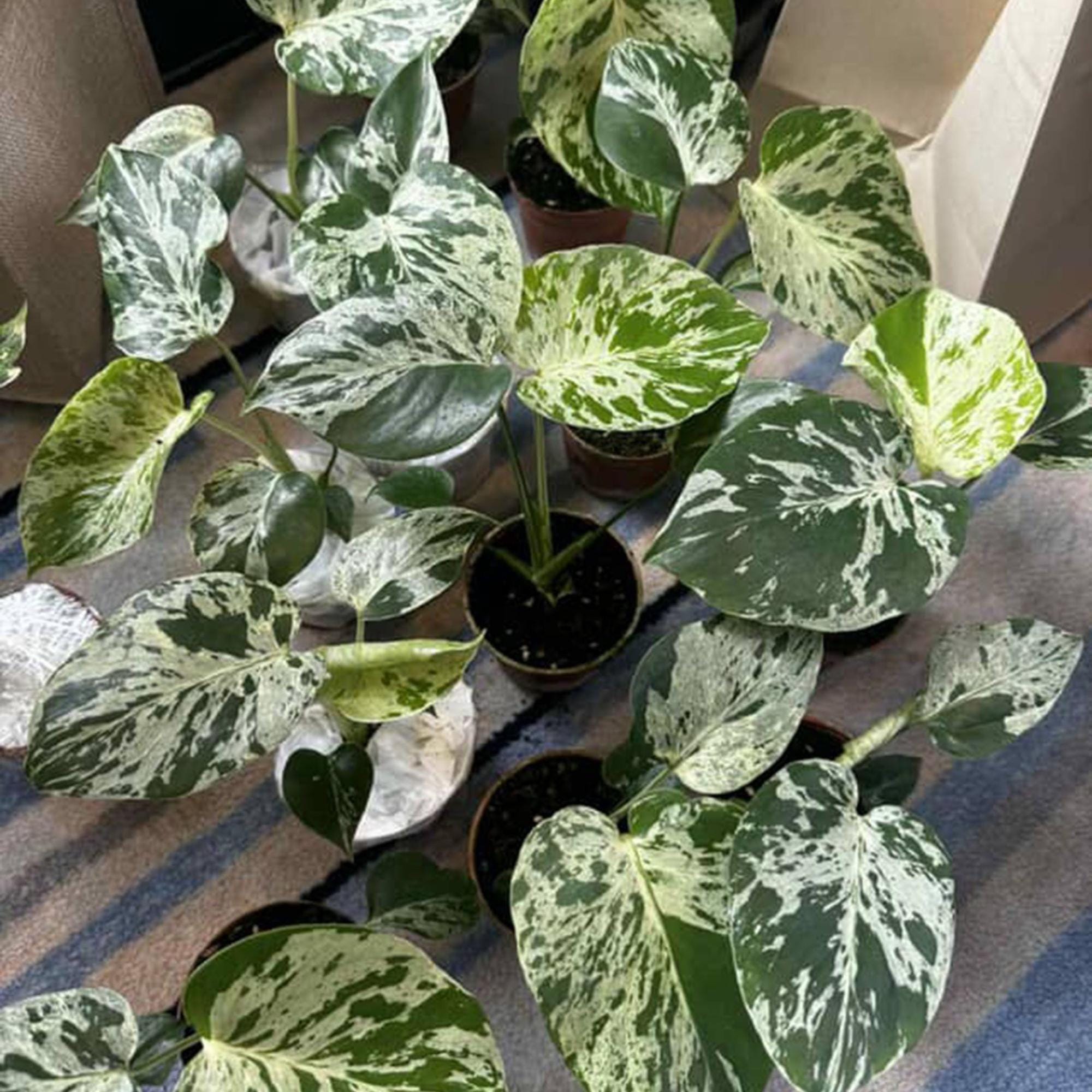 Bulbasaur monstera - Etsy 日本