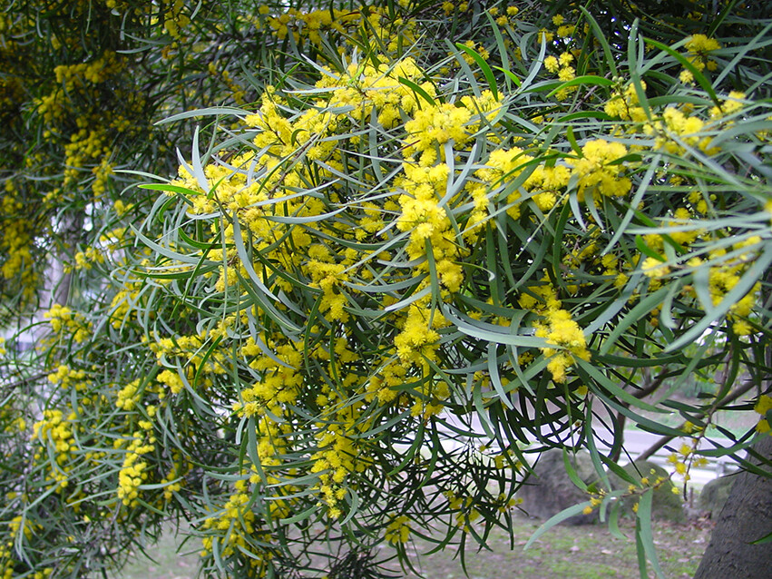 Acacia confusa HARDY ACACIA Exotic SEEDS! | eBay