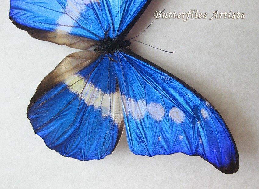 RARE Morpho Rhetenor Helena Real Butterfly Framed Entomology