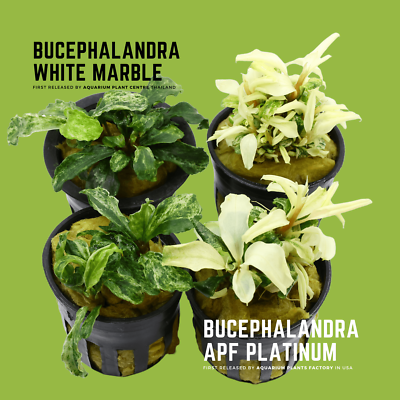 Bucephalandra APF Platinum | Aquarium Plants Factory® | eBay