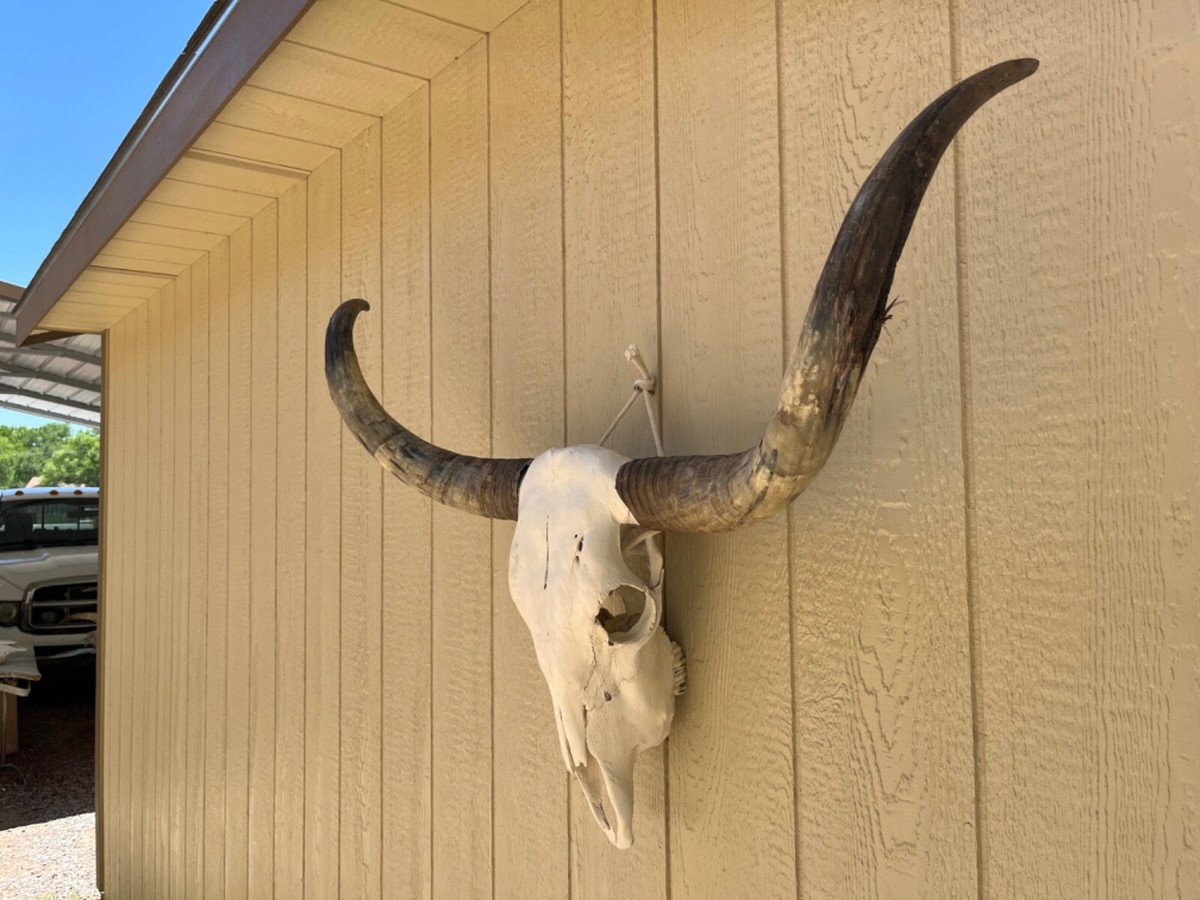 ⏱SALE！テキサスロングホーン 牛 角 バッファロー スカル アメリカン