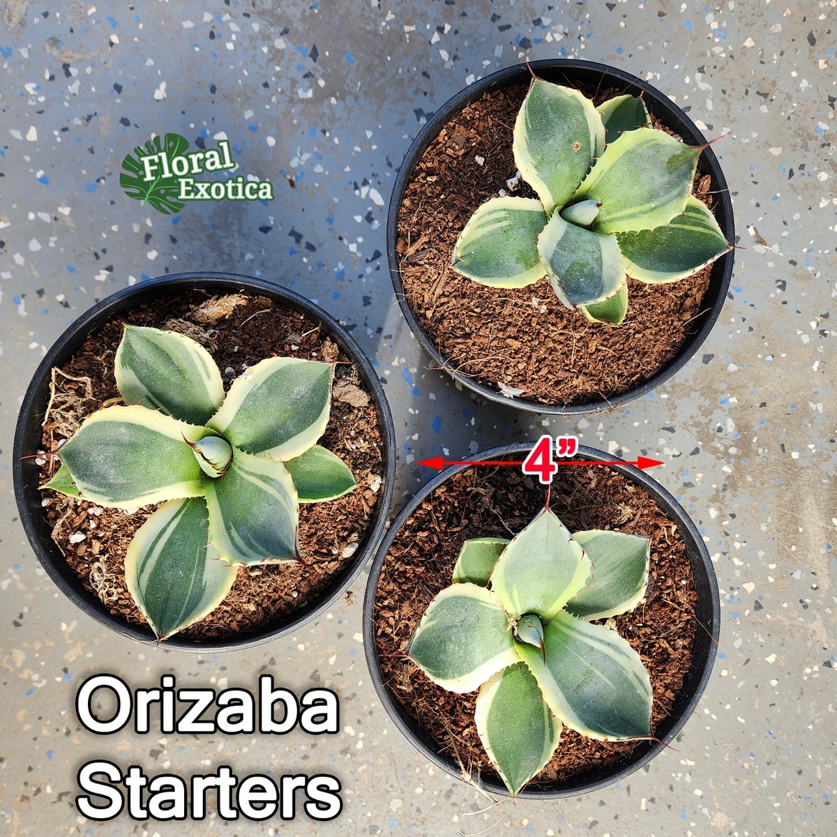 Agave Parryi Truncata 'Orizaba' - アガベ パリー トランカタ