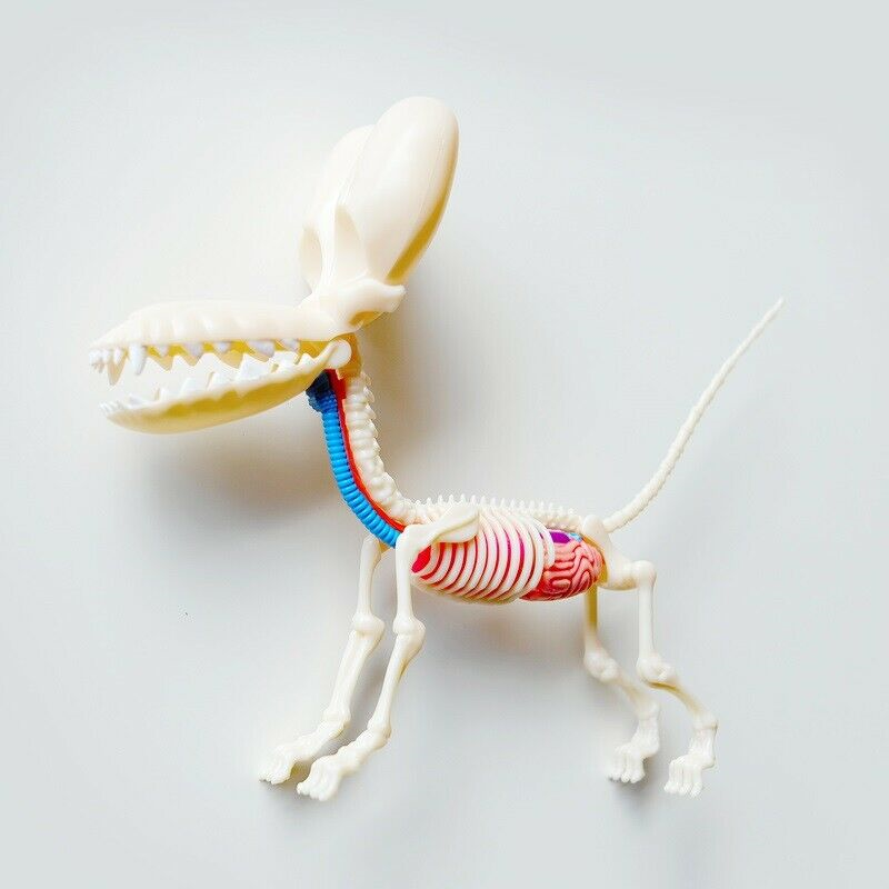 4D Master Jason Freeny Anatomy Transparency Balloon Dog 26PCS Art