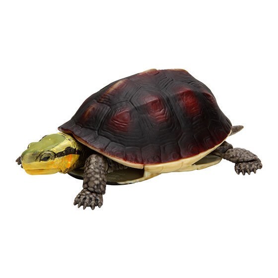 The Diversity of Life on Earth Turtle 04 Figure Set of 5 Bandai