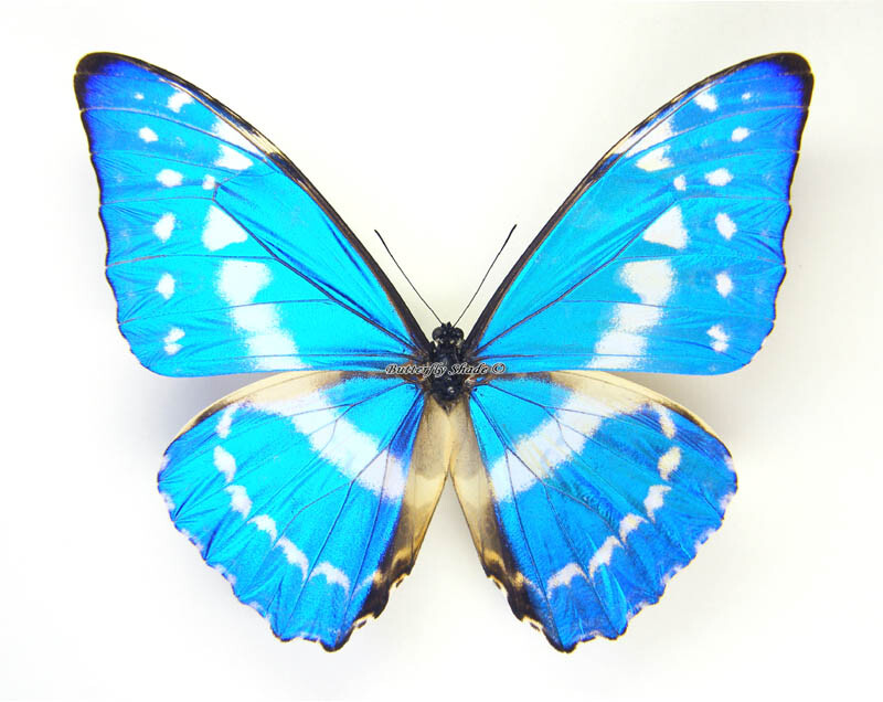 Unmounted Butterfly/Morphidae - Morpho cypris cypris, male, A1/A