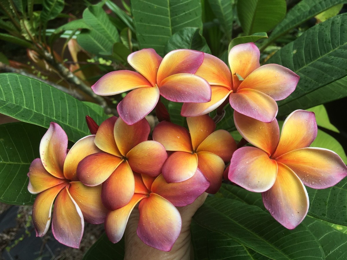 Rare George Brown (AKA) Musk Rainbow plumeria- 1 middle cutting