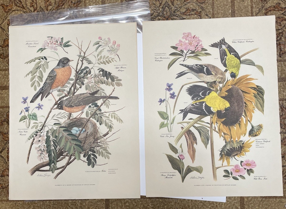 Vintage Arthur Singer Bird Print Number 5 & 6 of a Series | eBay
