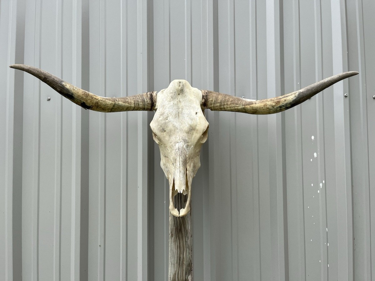 ⏱SALE！テキサスロングホーン 牛 角 バッファロー スカル アメリカン