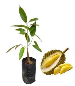 Durian Tree | eBay