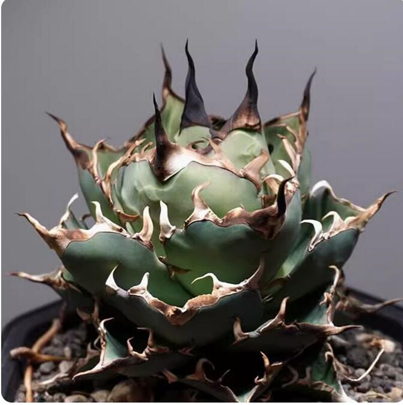 アガベ Agave titanota Hades 134 アガベ Agave titanota Hades 134