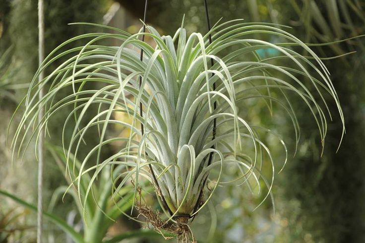 T. 'Jumping for Joy' (exserta X ionantha)