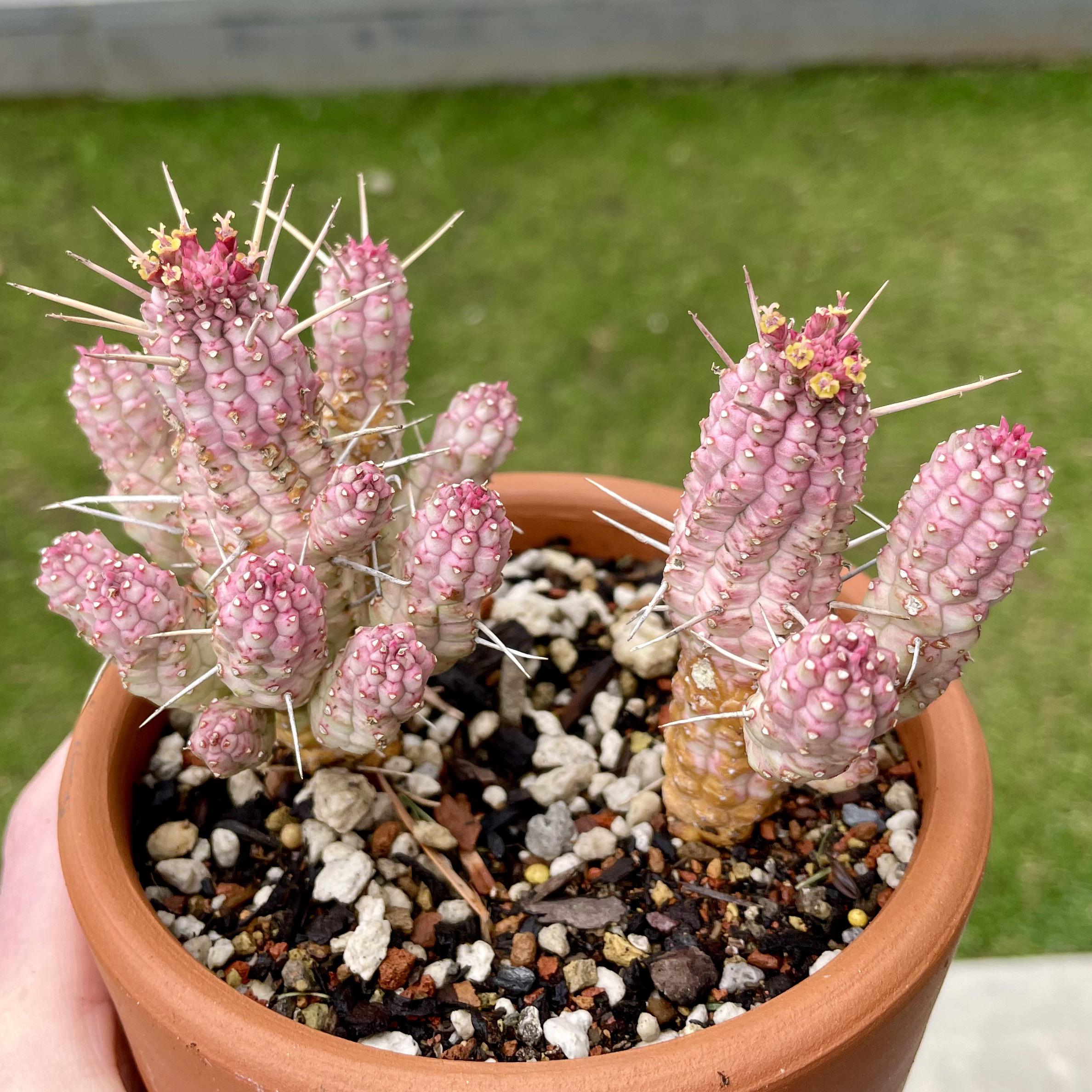 うちのユーフォルビア・マミラリス、めっちゃピンクなんだよね！ : r