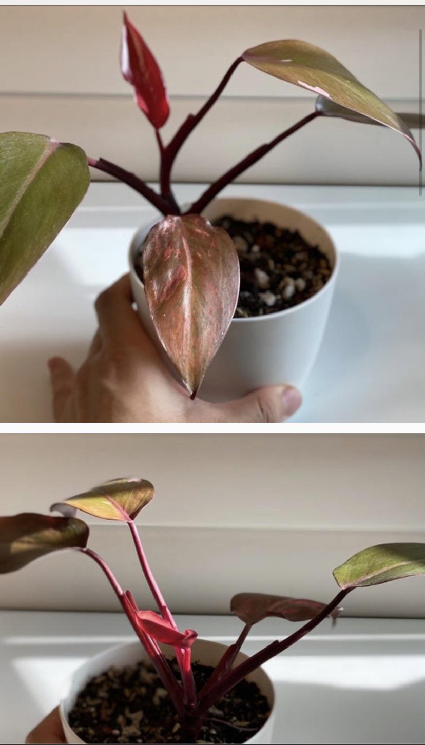 ストロベリーシェイクフィロデンドロン、それともピンクプリンセス