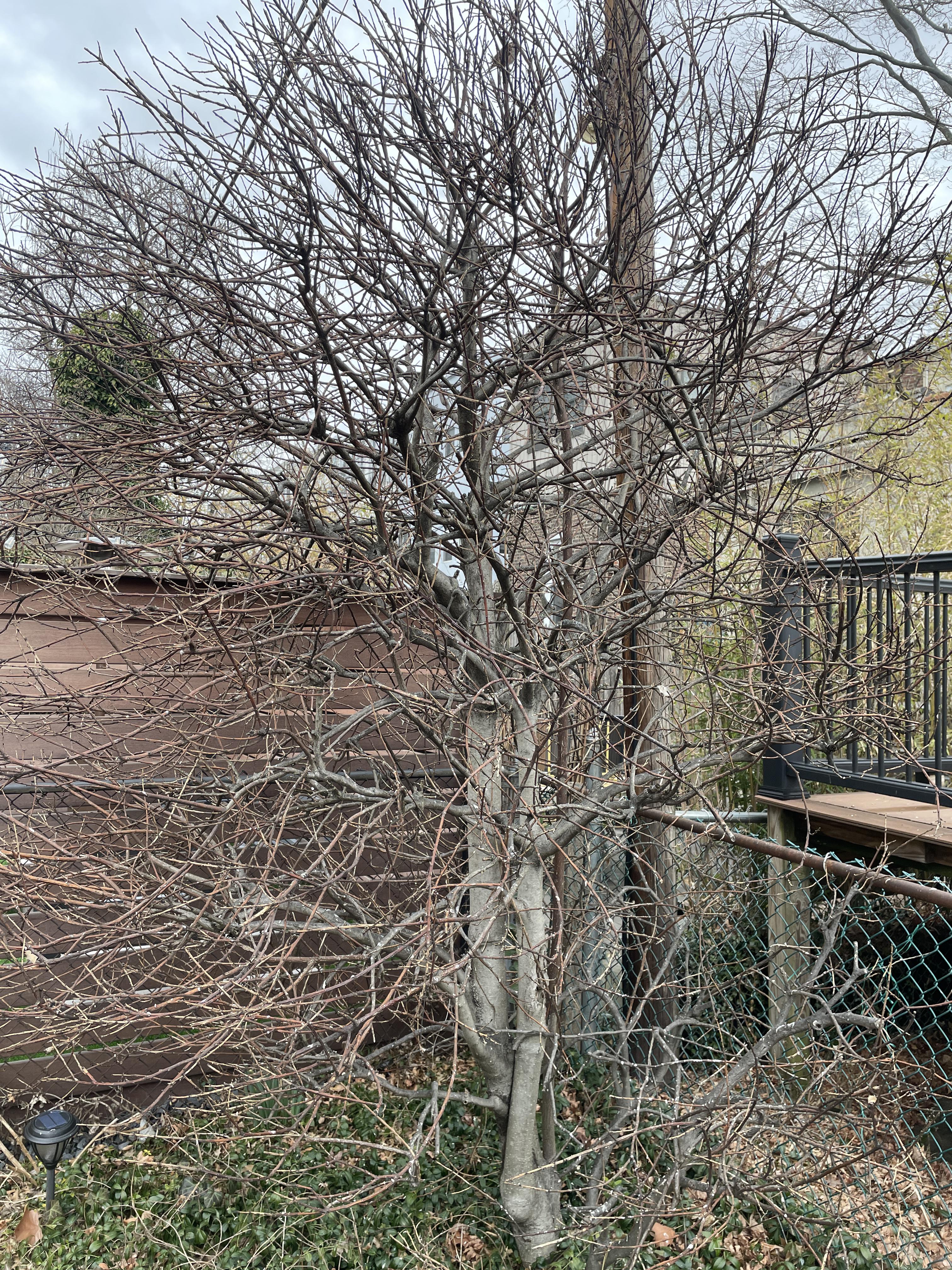 このヒイラギの木、枯れちゃった？ : r/plantclinic